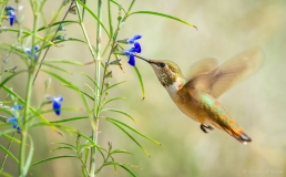 Flying hummingbird 2, U.S.